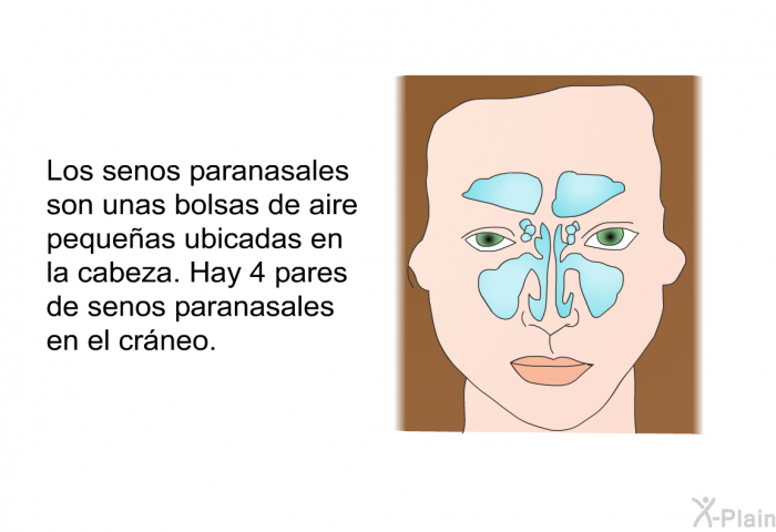 Los senos paranasales son unas bolsas de aire pequeas ubicadas en la cabeza. Hay 4 pares de senos paranasales en el crneo.