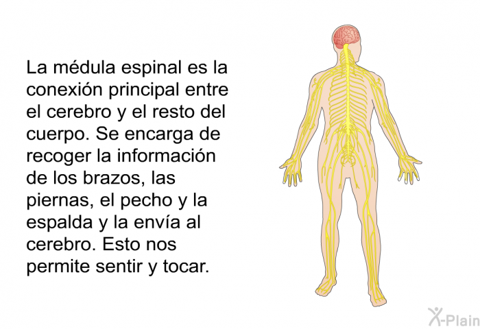 La mdula espinal es la conexin principal entre el cerebro y el resto del cuerpo. Se encarga de recoger la informacin de los brazos, las piernas, el pecho y la espalda y la enva al cerebro. Esto nos permite sentir y tocar.
