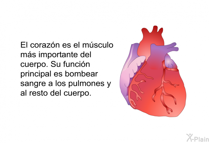 El corazn es el msculo ms importante del cuerpo. Su funcin principal es bombear sangre a los pulmones y al resto del cuerpo.