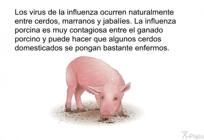 Los virus de la influenza ocurren naturalmente entre cerdos, marranos y jabales. La influenza porcina es muy contagiosa entre el ganado porcino y puede hacer que algunos cerdos domesticados se pongan bastante enfermos.