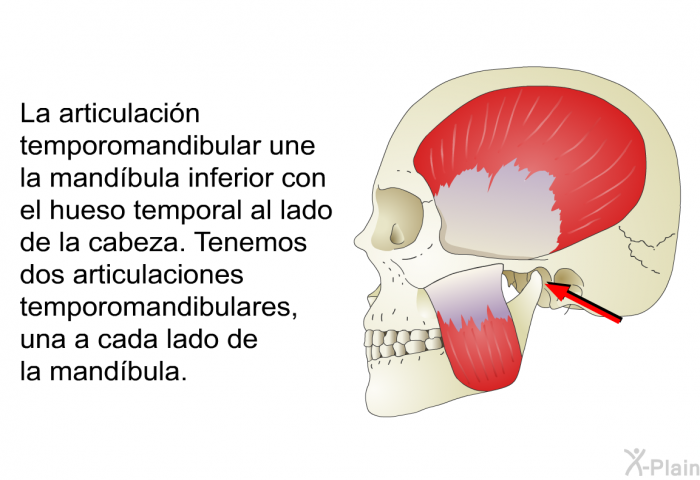 La articulacin temporomandibular une la mandbula inferior con el hueso temporal al lado de la cabeza. Tenemos dos articulaciones temporomandibulares, una a cada lado de la mandbula.