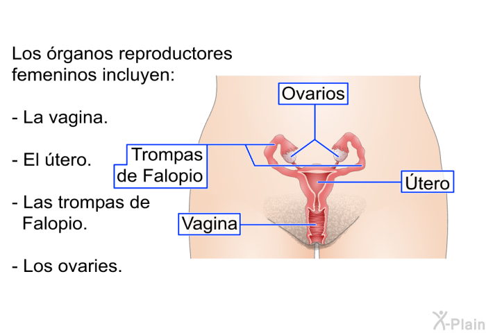 Los �rganos reproductores femeninos incluyen:  La vagina. El �tero. Las trompas de Falopio. Los ovaries.