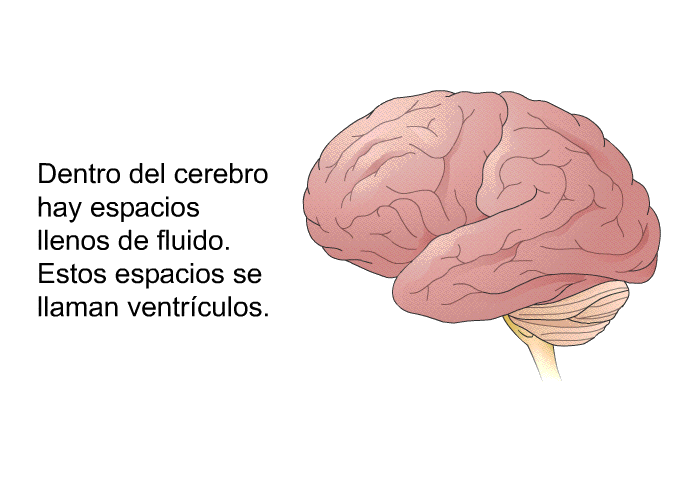 Dentro del cerebro hay espacios llenos de fluido. Estos espacios se llaman ventrculos.